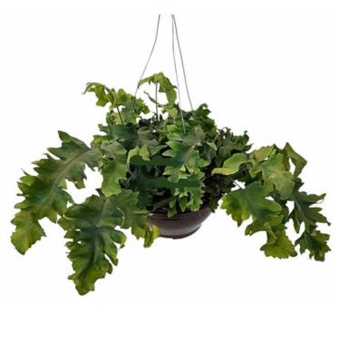 Imagem de Planta Samambaia Amazonas Azul Polypodium Aureum Na Cuia