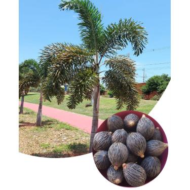 Imagem de 10 Sementes De Palmeira Rabo De Raposa Germinação Garantida