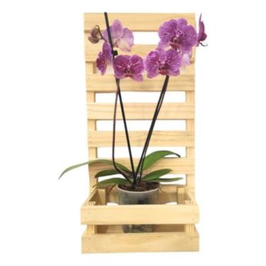 Imagem de 2 Floreiras C/Cachepô