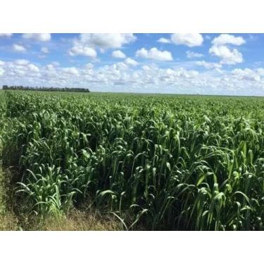 Imagem de Sementes Capim Miyagi 20 kg - agro sementes