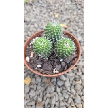 Imagem de Cacto Mammillaria Spinosissima Unpico,Planta Suculenta com Espinhos Brancos, Vaso 11cm