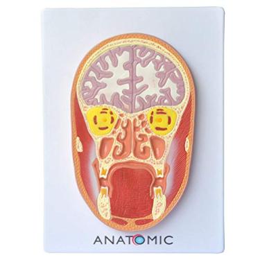 Imagem de Cabeça Humana em Corte Frontal, Cérebro, Anatomia