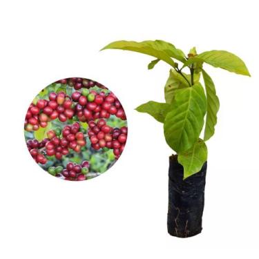 Imagem de Muda de Cafe Conilon 20 a 40cm AMK - Plantas Online - AMK Jardinagem e