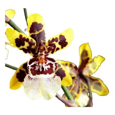 Imagem de Orquidea Colmanara Wildcat Flor Exotica Muda Pintalgada
