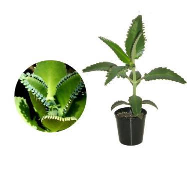 Imagem de Muda de Aranto 20 a 40cm AMK - Plantas Online - AMK Jardinagem e Paisa
