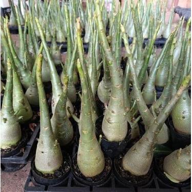 Imagem de Cavalo Árabe para Enxerto Rosa do Deserto - Vaso n8 - no-brand, 90 mud