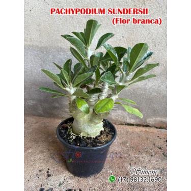 Imagem de Pochypodium sundesii - Planta Exótica Rosa do Deserto - no-brand