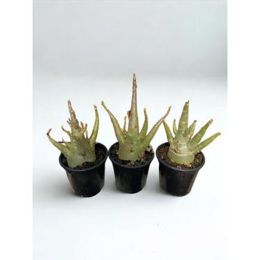 Imagem de Muda de Adenium Arabicum Jovem - Rosa do Deserto - no-brand, 10 mudas 