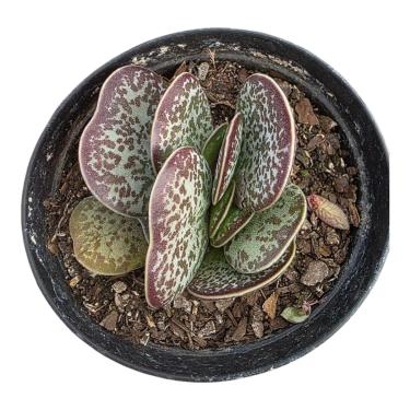 Imagem de Adromischus Maculatus, Suculenta Decorativa com Folhas Manchadas, Planta para Jardim Interior e Exterior