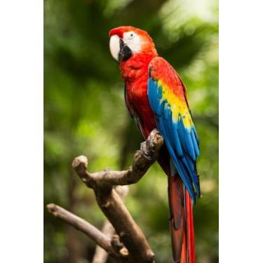 Imagem de Quebra-Cabeça Jogo Infantil Arara 01 64 Peças MDF 18x26 - Brother'S Mi