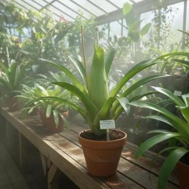 Imagem de Bromélia Aechmea bromeliifolia - Planta Epífita de 15 cm - Orquidário
