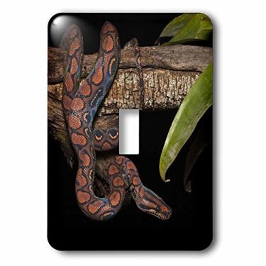 Imagem de 3D Rose lsp_86348_1 Rainbow Boa Snake, Amazon Rainforest, Equador-SA07 POX1359-Pete Oxford-Interruptor único
