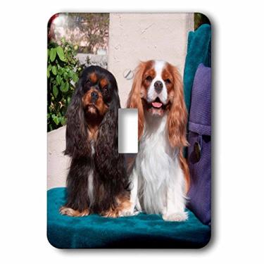 Imagem de 3dRose (lsp_258252_1) Chave única Cavalier King Charles Spaniels posando, MR