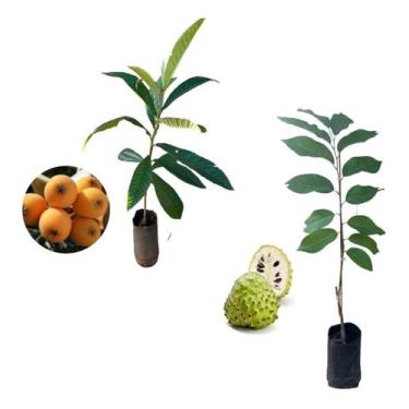 Imagem de Kit 2 Mudas - 1 Atemoia + 1 Nêspera (ameixa Amarela) - AMK - Jardinage