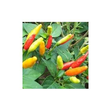 Imagem de Sementes de pimenta Tabasco 100 unidades