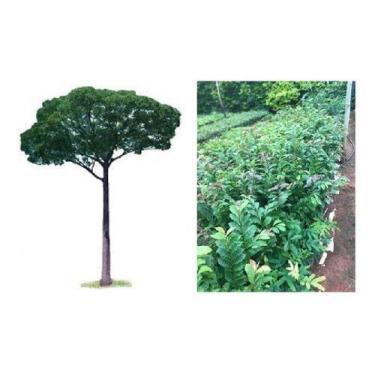 Imagem de 3 Mudas De Jequitibá - Rosa Espécie Exuberante - Mudas Herculandia