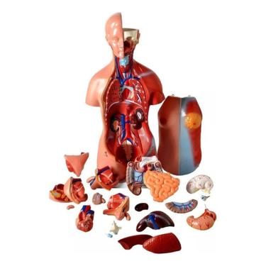 Imagem de Torso De 45cm Bissexual/assexuado Coluna Exposta 25 Partes