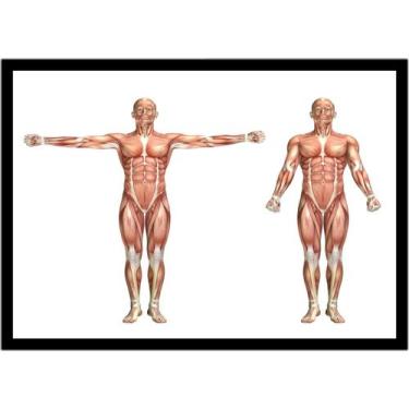 Imagem de Quadro Decorativo Medicina Fisiologia Músculos Corpo Humano Com Moldur