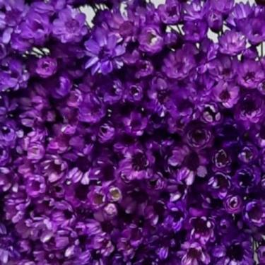 Imagem de 1000 Flores Sempre Vivas  COLORIDAS para casamentos e decoração - Viva