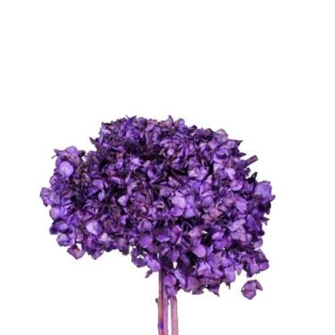Imagem de Hortência Roxa Desidratado - Pense Flores