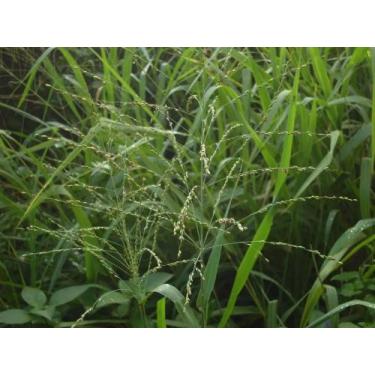 Imagem de Sementes Capim Tanzania 20 kg - agro sementes