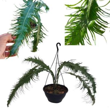 Imagem de Samambaia Rabo De Pavão Folhagem Pendente Cuia Planta Rara - Orquidári