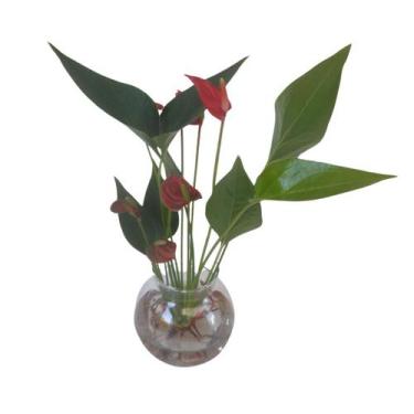 Imagem de Mini Antúrio Vermelho Planta Natural Adulta Vaso Vidro Rara - Orquiflo