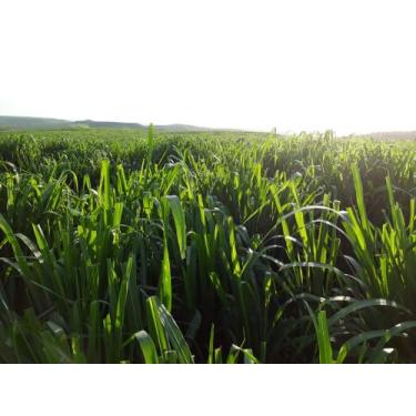 Imagem de Semente de capim  Mombaça  - WA Sementes 