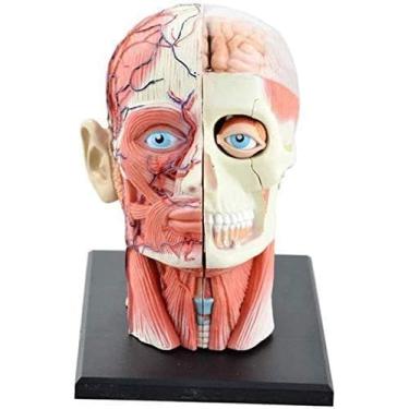 Imagem de 4d Vision Removível 12 Peças Modelo De Anatomia Da Cabeça Humana - Crânio Cérebro Modelo Anatômico Cabeça Quebra-cabeça Brinquedo Ferramenta De Ensino De Ciências Médicas