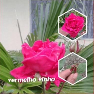 Imagem de Muda Rosa Vermelho vinho  Enxertada Preste a dar flor - Dancruz