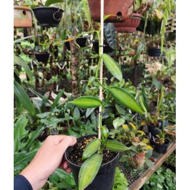 Imagem de Orquídea Baunilha Variegata - ORQUIVITRO