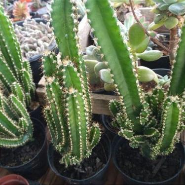 Imagem de Cacto castelo de fada (cereus tetragonus 'fairy castle') - Orquídeas &