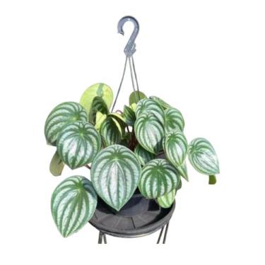 Imagem de Peperomia Watermelon com vaso planta natural  - Quintal do bonsai