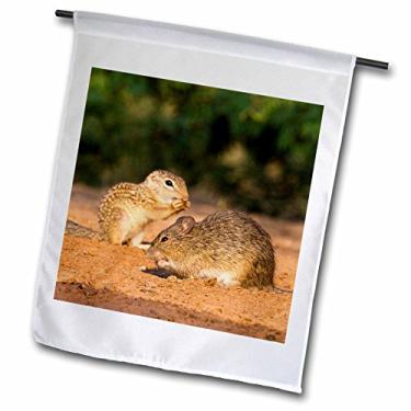 Imagem de 3dRose Hispid Cotton Rat, Mexican Ground Squirrel, Wildlife - Larry Ditto - Bandeira de jardim, 30,48 x 45,72 cm