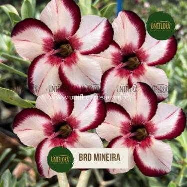 Imagem de Planta Rosa do Deserto Singela branca bordas negras BRD Mineira - UNIF