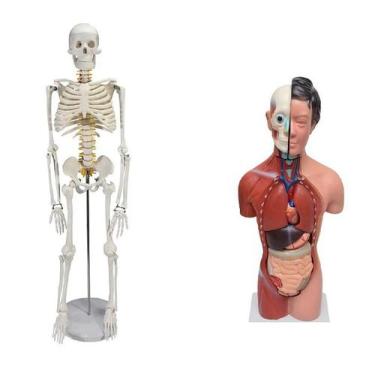 Imagem de Esqueleto de 85 cm com Torso Feminino de 42 cm dividido em 15 Partes -