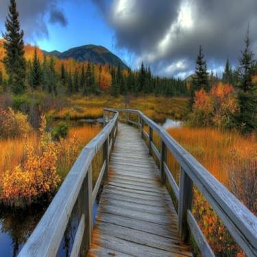 Imagem de Quadro Decorativo Natureza Florestal com Ponte de Madeira - Arte Moderna para Parede Tamanho 40x40cm