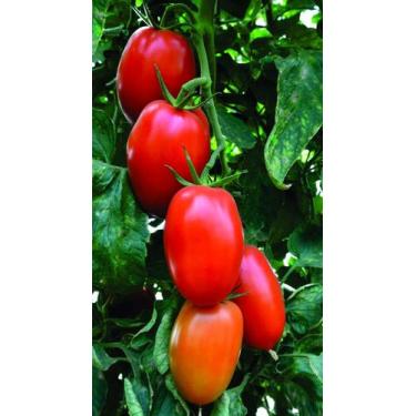 Imagem de Tomate Hibrido Enzo - 97mg / 50 Sementes - Isla