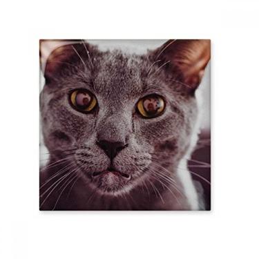 Imagem de Pedra adorna de tijolo de cerâmica com foto de gato cinza olho grande de animal