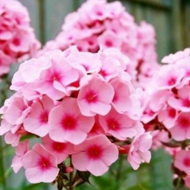 Imagem de 50 Sementes de Phlox Drummond Sortido - SEEDS
