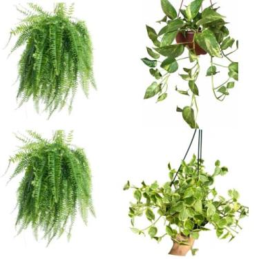 Imagem de 2 Samambaia 1 Peperomia filodendro 1 jiboia suspensas - Quintal do bon