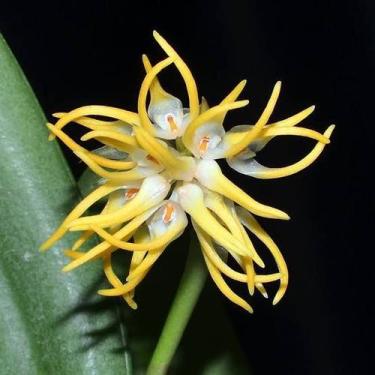 Imagem de Bulbophyllum Odoratissimum - Orquídea Exótica Perfumada - Orquidário