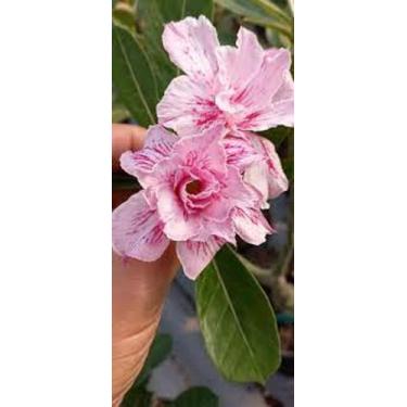 Imagem de Rosa do deserto Luna enxertada apta a floração - Dm Rosa do deserto