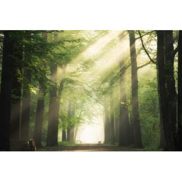 Imagem de Painel de Lona Floresta Misteriosa Raio de Luz - Fabrika de Festa, 300