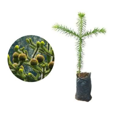 Imagem de Muda de Pinheiro Araucária 20 a 40cm AMK - Plantas Online - AMK Jardin