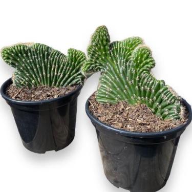 Imagem de Rabo De Sereia Grande Linda E Saudável Muda Top De Linha - Ta Na Mão