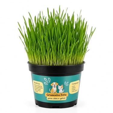 Imagem de Graminha para Gatos e Cachorros – Saúde Intestinal e Redução de Bolas de Pelo | Kit Completo com Vaso e Sementes