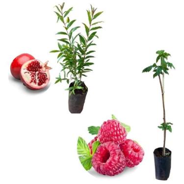 Imagem de Kit 2 Mudas - 1 Framboesa Vermelha + 1 Romã Americana - AMK - Jardinag