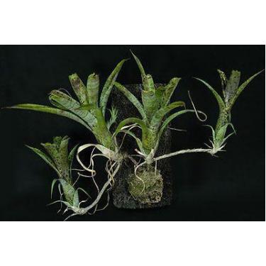 Imagem de Bromélia Neoregelia Pauciflora - Planta Adulta com Coroa - Orquidário