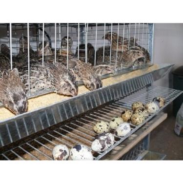 Imagem de Gaiola Para Codornas 40 Aves c/ 4 Divisorias Coletora Ovos